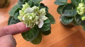 Показываю стеллажи с фиалками. Излишки и новинки