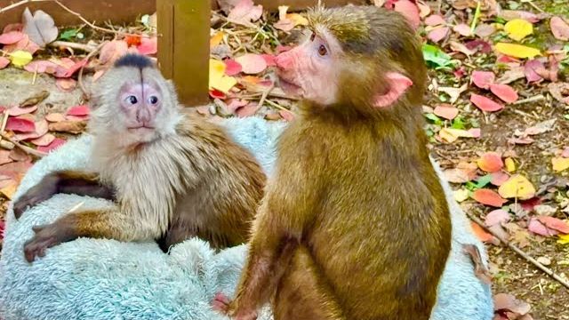 Анфиса с Фиником успокоились и стали спокойно играть, а какаду как всегда в полном кипише) смотреть онлайн