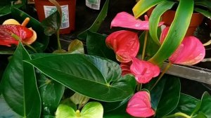 #оби все есть мандарины цветы  красота