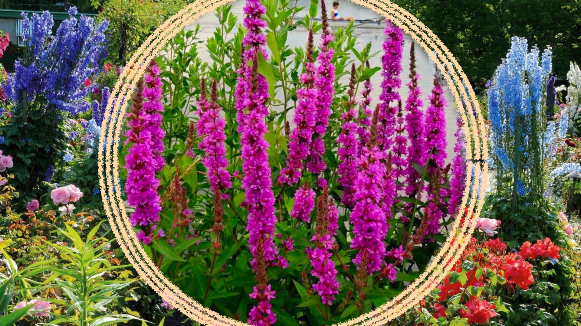 Многолетние растения для создания вертикальных акцентов в саду смотреть онлайн