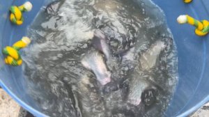 Партия Форели 1.5-2.5 кг