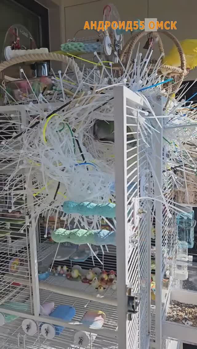 В семье сисадмина попугаи строят гнездо из компьютерных стяжек🤣🤣🤣 смотреть онлайн