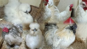 05-01-2026. Новая добавка в рационе у кур 🐔🤗