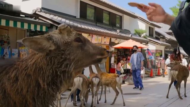 City Where People Live Alongside Deer смотреть онлайн