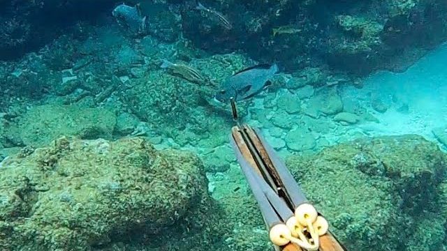 Подводная охота / Море, где далеко раздаются песни китов / Синий тревалли, желтоперый тунец... смотреть онлайн