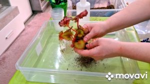 ПРОДОЛЖАЮ ПЕРЕСАДКИ.КОМНАТНЫЕ РАСТЕНИЯ(ЦВЕТЫ).