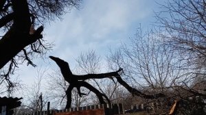 Что творится на улице после снега ! Сломило кизил и абрикос брльшую ветку ! Сломала ветка забор 😱.