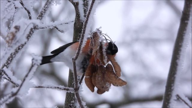 Снегири едят семена клена, наблюдение птиц в Великом Новгороде, 6 января 2026 смотреть онлайн