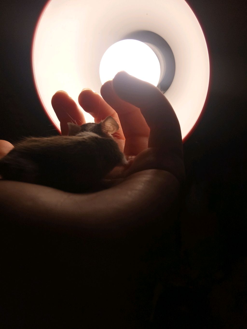 мою клетку крысы смотреть онлайн