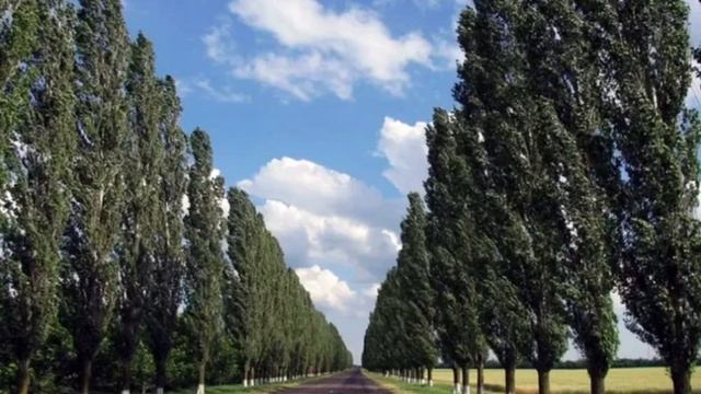 Стих Тополь смотреть онлайн