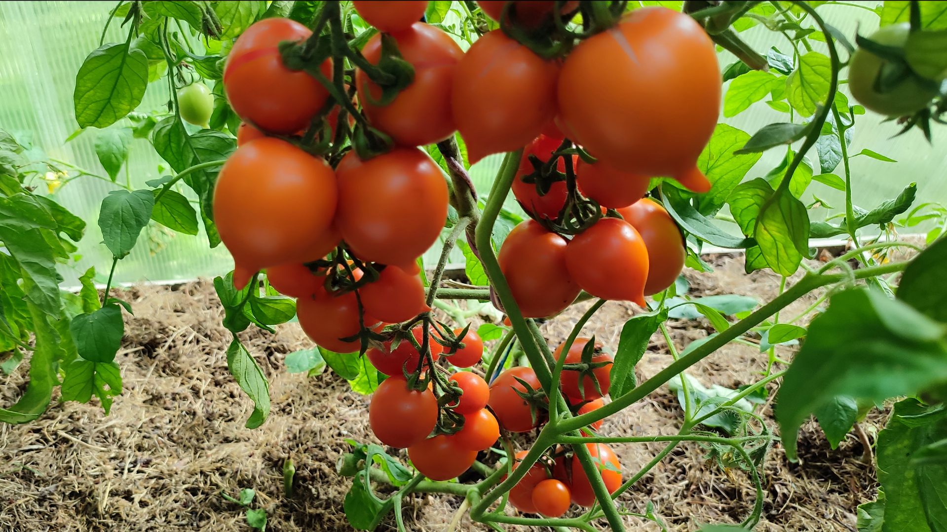 САМЫЕ СЛАДКИЕ СОРТА ТОМАТОВ смотреть онлайн