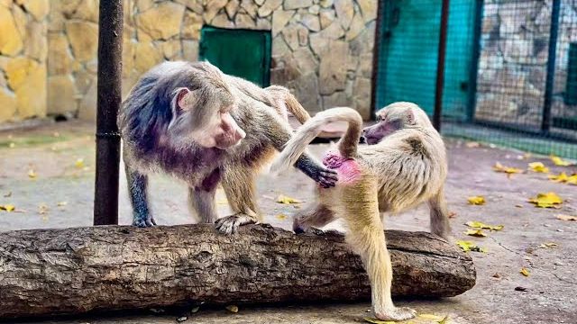 Я хотела похвалить Лиду, но тут она РЕЗКО БРОСИЛАСЬ на Люсю ни с того, ни с чего… смотреть онлайн