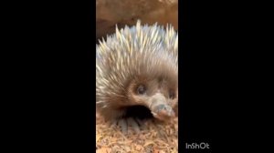 Редкие зверюшки.... ⚜️✨💫🧐☺️🕵️