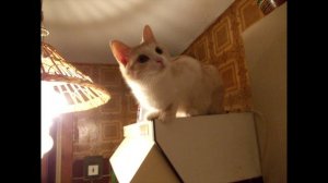 Сказка, былина, история о Земной федерации.