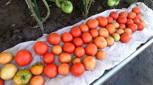 О выращивании помидоров без рассады