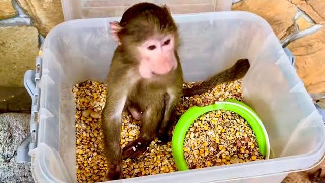 СМЕХ! Анфиса решила стать на раздачу кормов попугая и лично контролировать количество орехов😁 смотреть онлайн