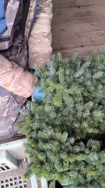 Питомник хвойных растений «Хвойный дворик» нарезка клипов. смотреть онлайн