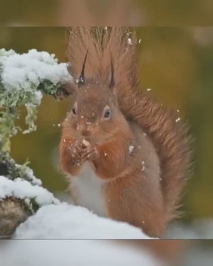 ЗИМНЯЯ СКАЗКА В ЗВУКАХ: УСПОКАИВАЮЩАЯ МУЗЫКА ДЛЯ СНА И ДУШИ❄️🎵