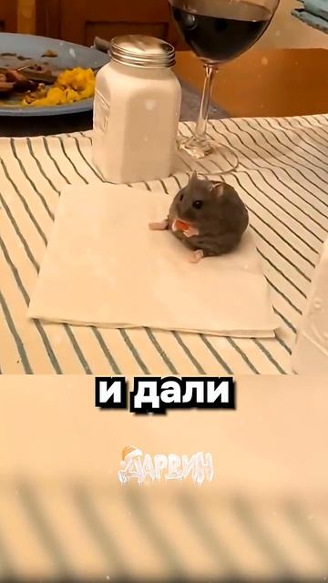 Хомяк тоже человек смотреть онлайн