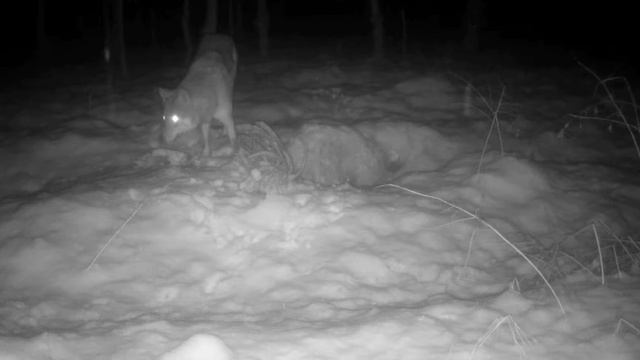 Видео фото ловушки 🐺 смотреть онлайн