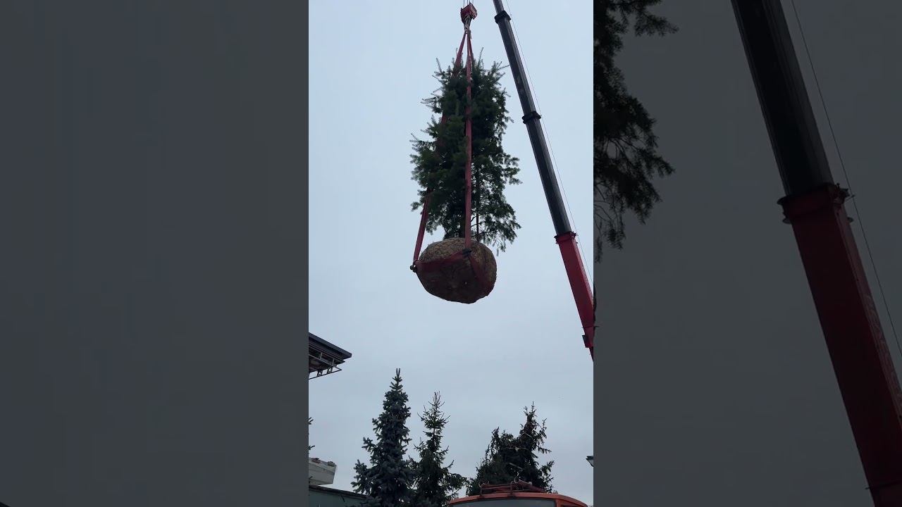 Сажаем канадскую ель смотреть онлайн