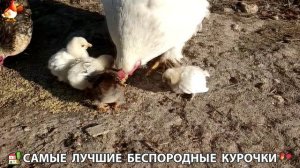 Цыплята и Курочки селяночки лучшие беспородные несушки 🥚 (414)