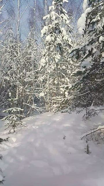 красивый лес 2 смотреть онлайн