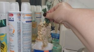 Я В ШОКЕ ОТ ТАКОГО РЕЗУЛЬТАТА |Укоренение суккулентов в перлите●