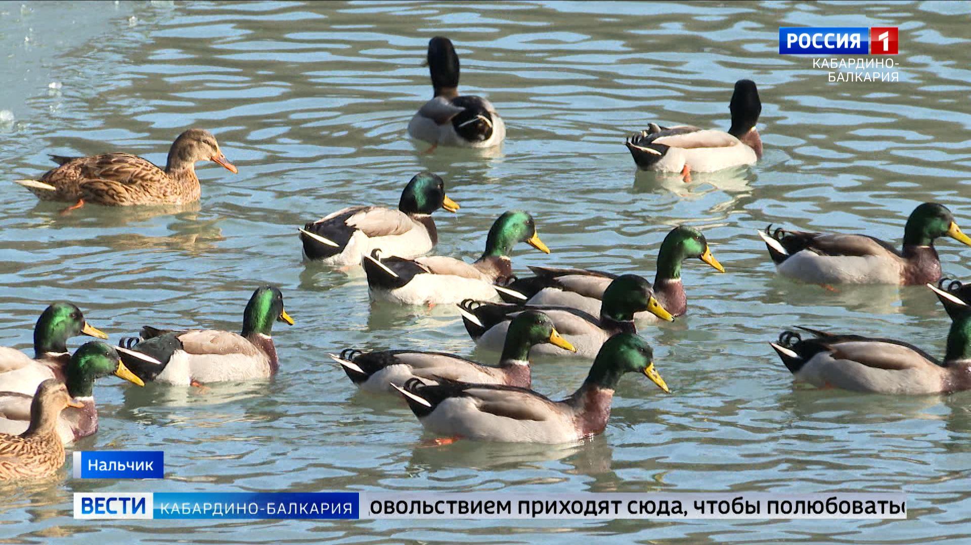 МЧС предупреждает об опасности выхода на замерзшие водоемы смотреть онлайн
