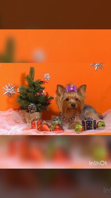 С Новым Годом и Рождеством!!