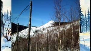 Охота на кабана