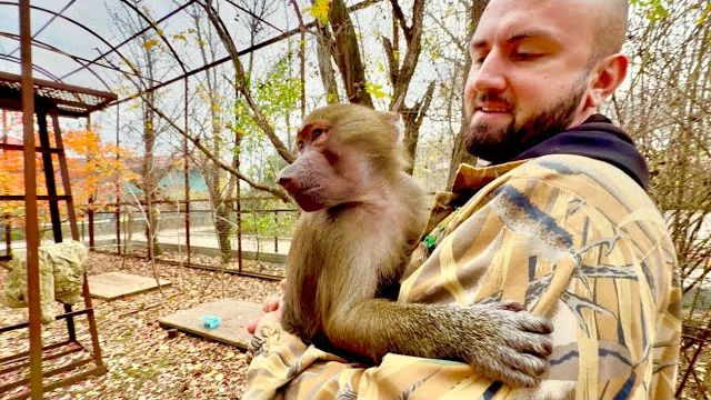 Маня потребовала чтобы ей принесли Степу в красивый вольер! Степа от Дениса просто не отходит!!! смотреть онлайн