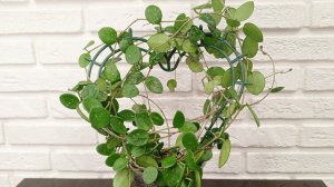 Хойя Матильда - попытка избавления от грибов в горшке