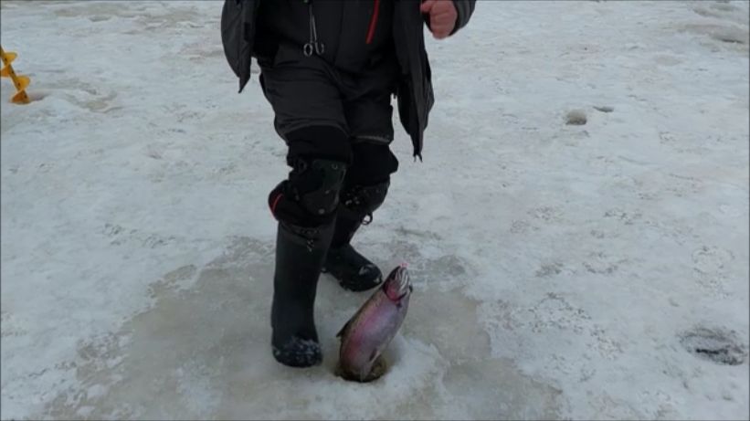 Поимки форели на блёсны и раттлины. Клёвое место, Лосиный остров, нижний водоём. смотреть онлайн