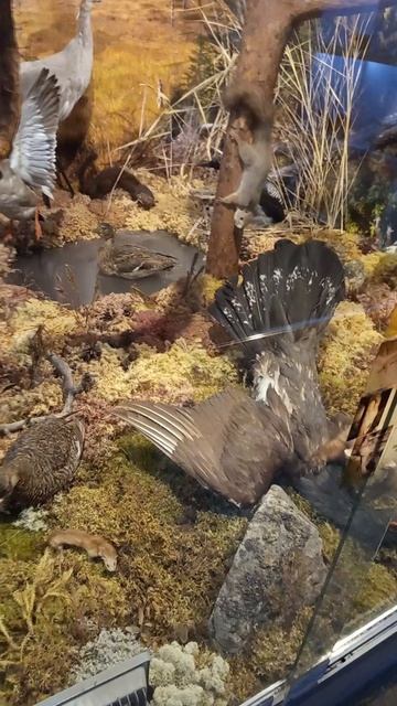 животные Карелии смотреть онлайн