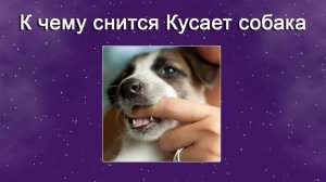 К чему снится Кусает собака (Сонник)