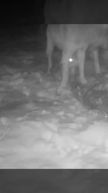 🐺🐺🐺 фото ловушка смотреть онлайн