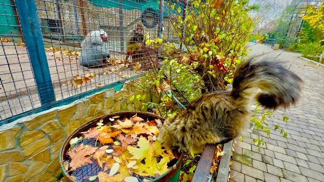 Мы пришли покормить Люсю, Елисей просто не отпускает ее ни на минуту!!! смотреть онлайн
