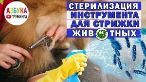 Обработка инструментов для стрижки животных, для груминга собак дезинфекция