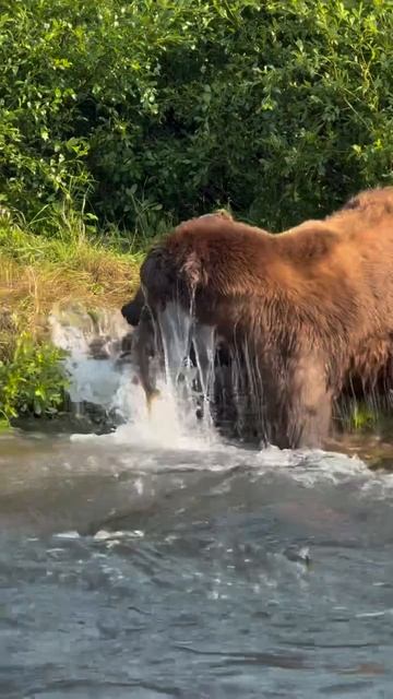 Мишка-рыбак🤗 смотреть онлайн