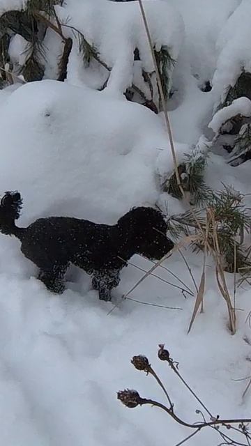 Гарик на прогулке