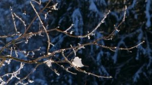 Игорь синяк,Анкора