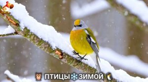 Птицы зимой в лесу 🐦🦉🦅 видео для отдыха душой 🌲(14)