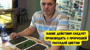ВЫРАЩИВАНИЕ РАССАДЫ ЦВЕТОВ. ВАЖНЫЕ ДЕЙСТВИЯ ДЛЯ НОРМАЛЬНОГО РАЗВИТИЯ. ШАГ 3