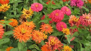 Цинния изящная: выращивание яркого однолетника