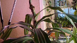 Январская пересадка и обзор растений