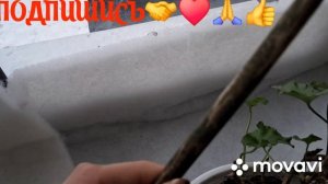 1000016714.mp4  🚀🖋️🚀ЦВЕТЁТ ГЕРАНЬКА🌺 ШВЕЙЦАРСКИЙ😂 БАНК🔥💃МОИ БУДНИ 🚀🖋️🚀