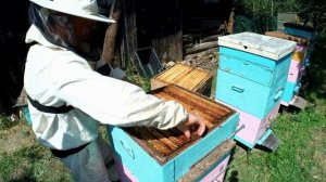 Развитие слабого отводка с весны до осени (Полная версия)