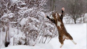 ЗАБАВНАЯ РЕАКЦИЯ ЖИВОТНЫХ НА  ПОГОДУ