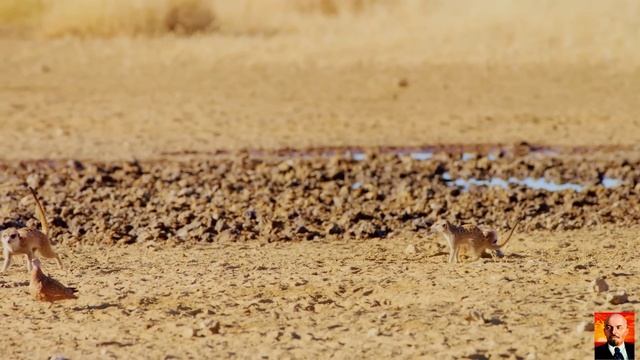 Супер странно и дичайшая природа Африки Семь смотреть онлайн